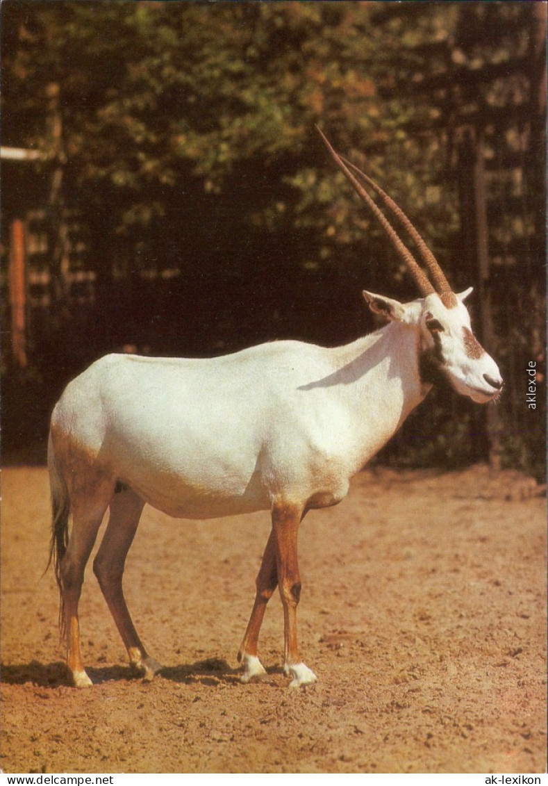 Mitte Berlin Tierpark: Arabische Oryx-Antilope Ansichtskarte  DDR    1984 - Mitte