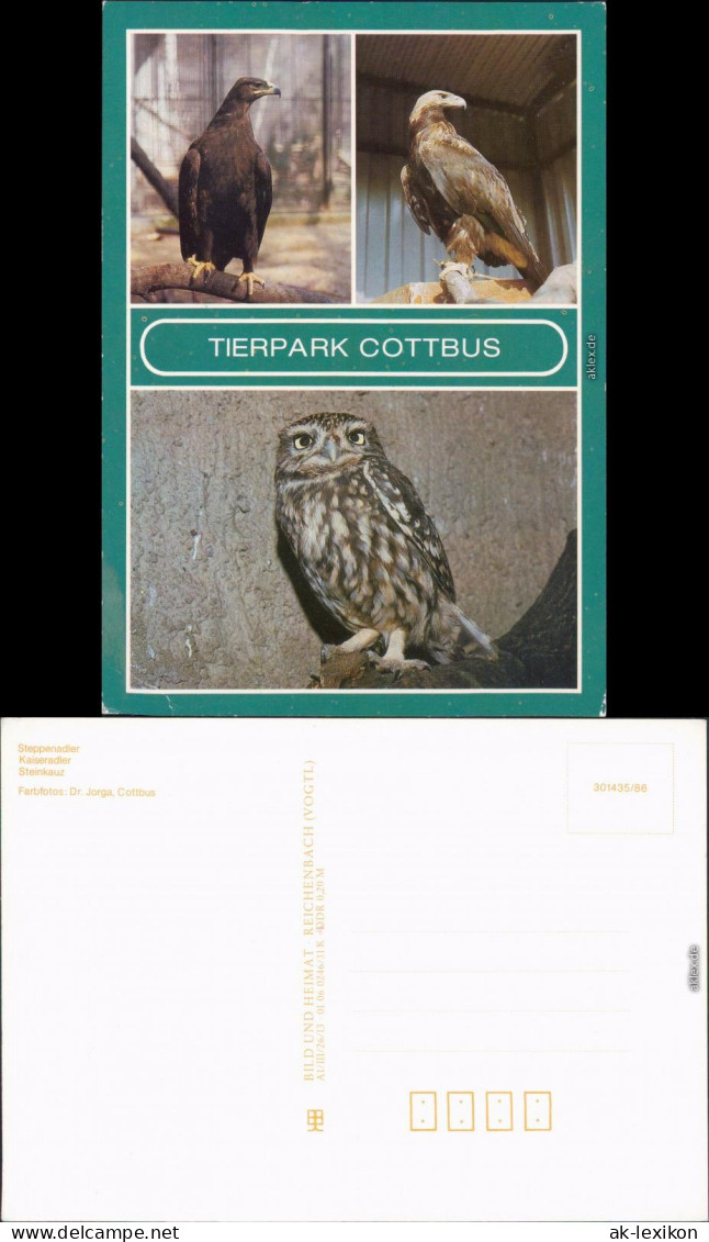 Cottbus Cho&#263;ebuz Tierpark: Steppenadler, Kaiseradler, Steinkauz 1986 - Cottbus