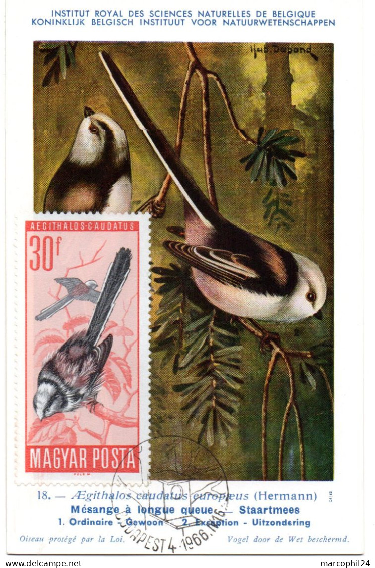 OISEAU / Mésange à Longue Queue = HONGRIE 1966  N° 1810 = CARTE MAXIMUM INSTITUT ROYAL De BELGIQUE - Songbirds & Tree Dwellers