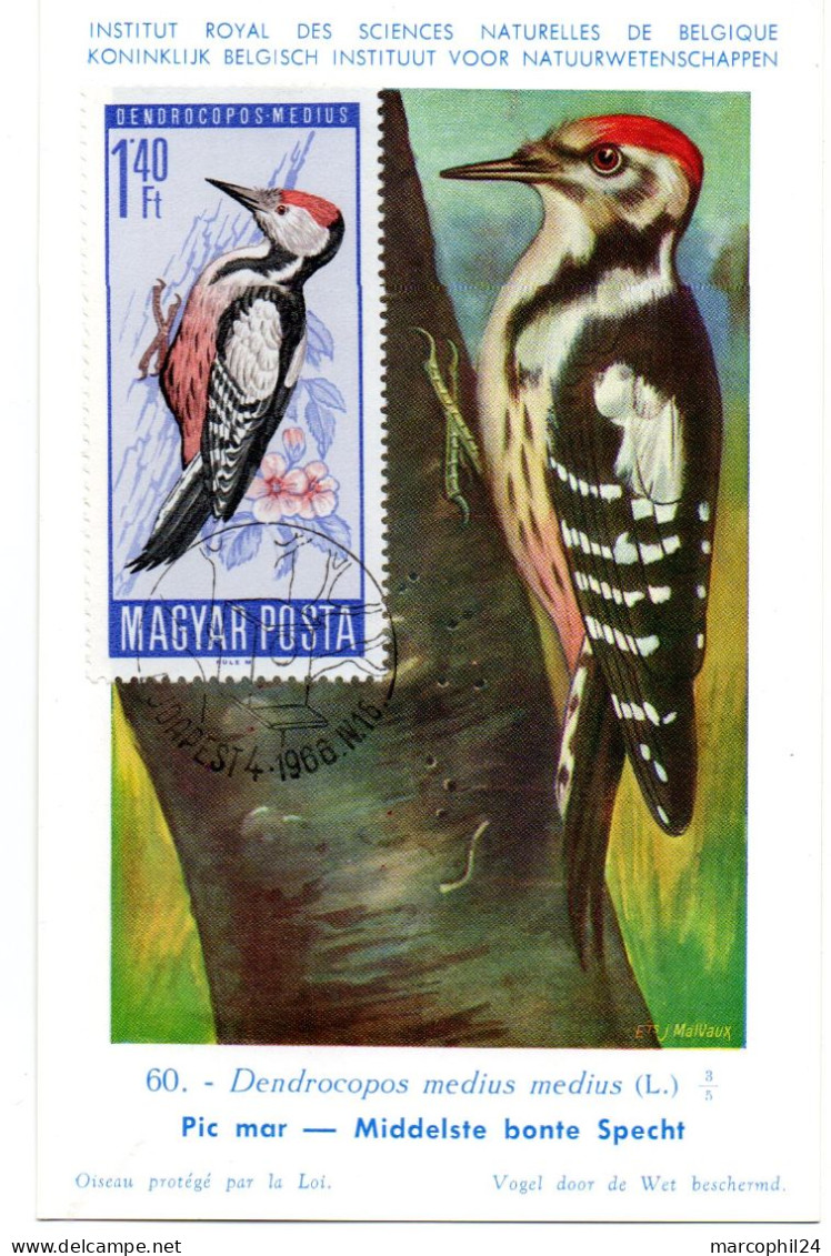 OISEAU / Pic Mar = HONGRIE 1966  N° 1812 = CARTE MAXIMUM INSTITUT ROYAL De BELGIQUE - Climbing Birds