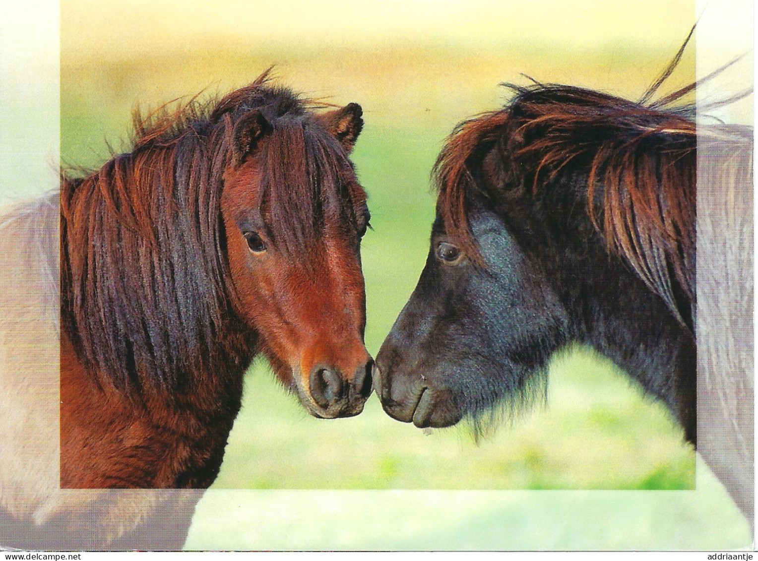 Horses - Paarden - Pferden - Chevaux - Chevaux