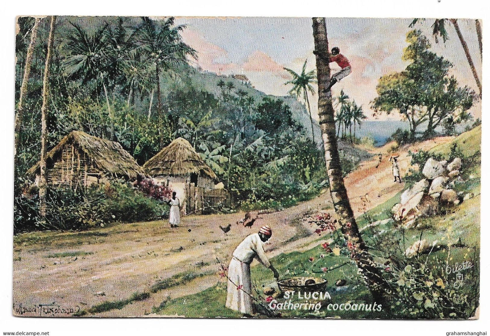 Postcard St Lucia Gathering Cocanuts Coconuts Tucks Oilette Posted 1907 - Sainte-Lucie