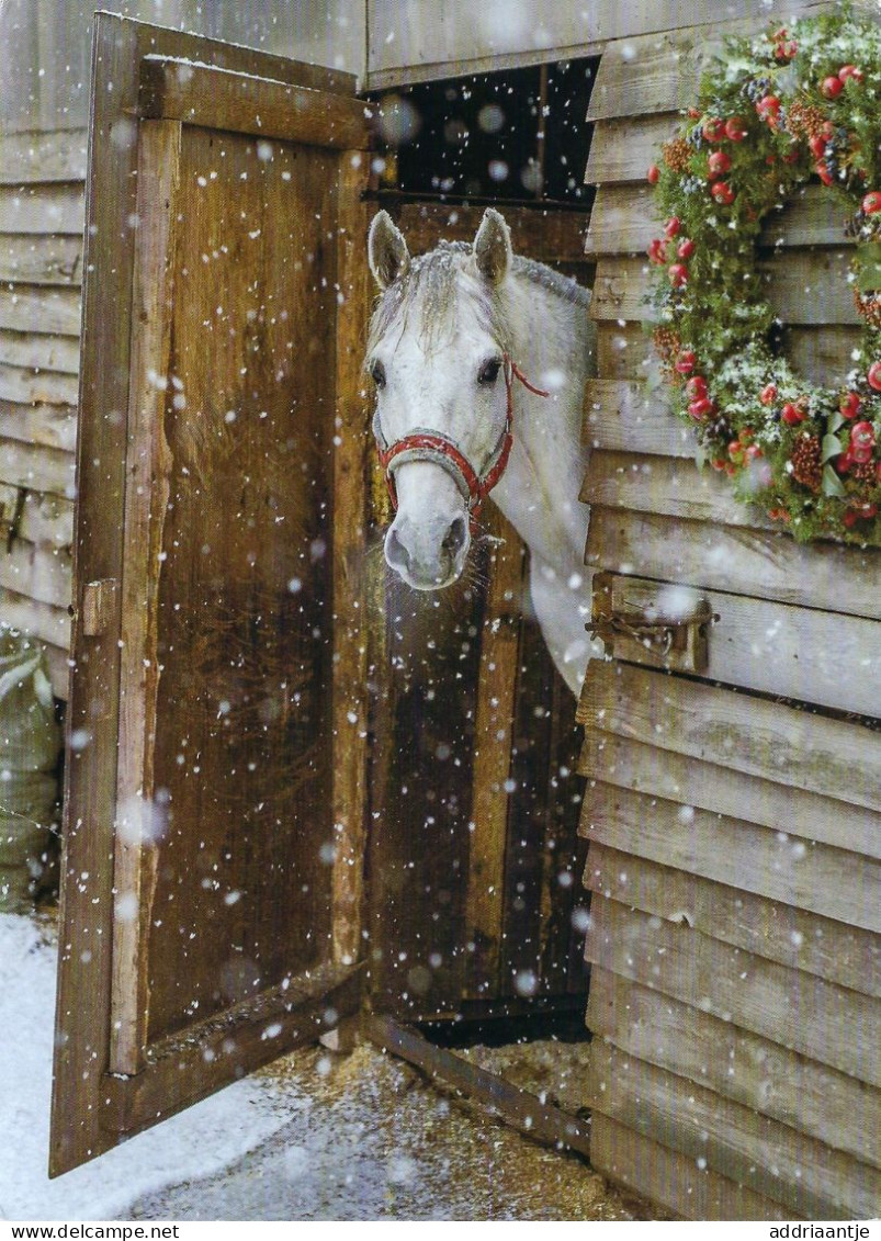 Horses - Paarden - Pferden - Chevaux - Chevaux