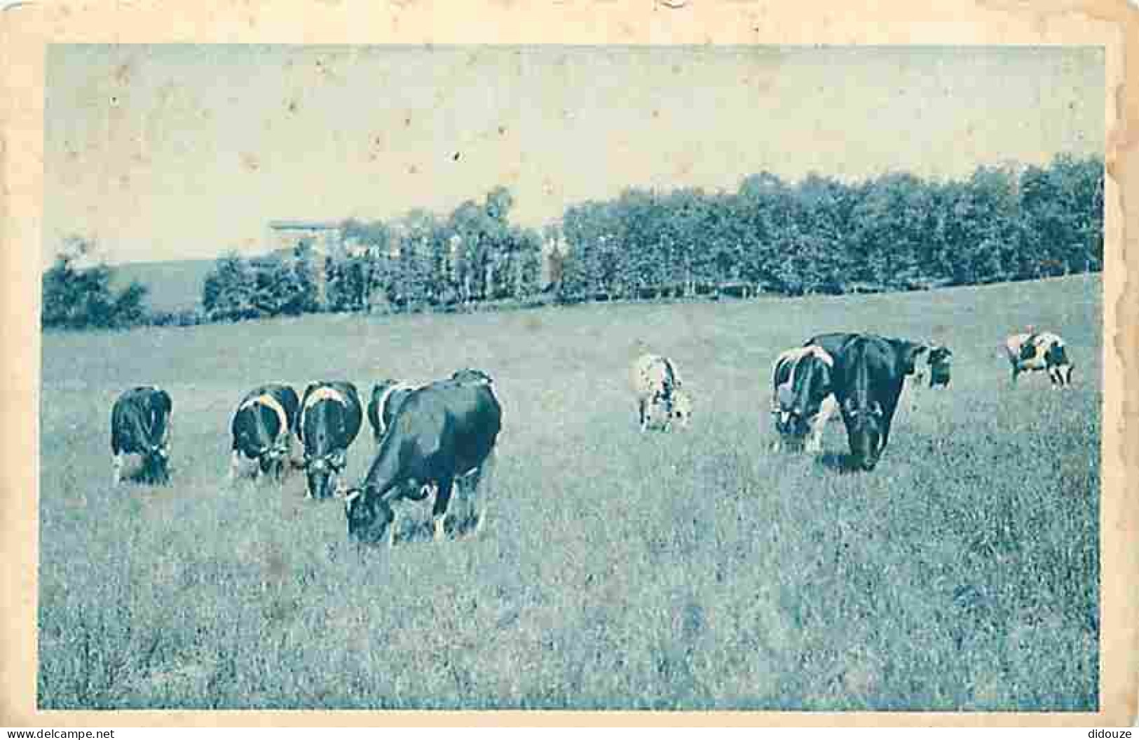 81 - Carmaux - Hopital Des Mines - Vaches Laitières - CPA - Voir Scans Recto-Verso - Carmaux