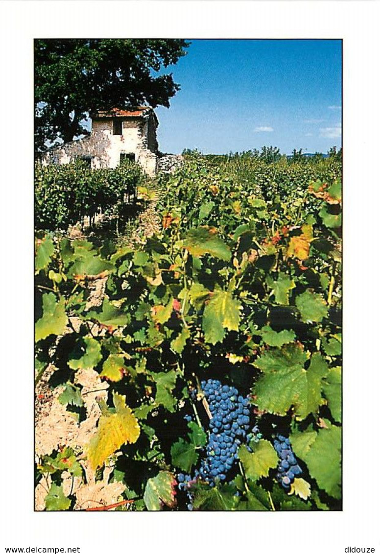 Vignes - Arrière-Pays Méditerranéen - Vigne Et Cabanon - CPM - Carte Neuve - Voir Scans Recto-Verso - Vignes