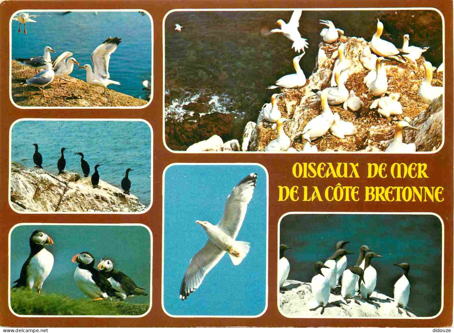 Régions - Bretagne - Oiseaux De La Côte Bretonne - Multivues - CPM - Voir Scans Recto-Verso - Bretagne