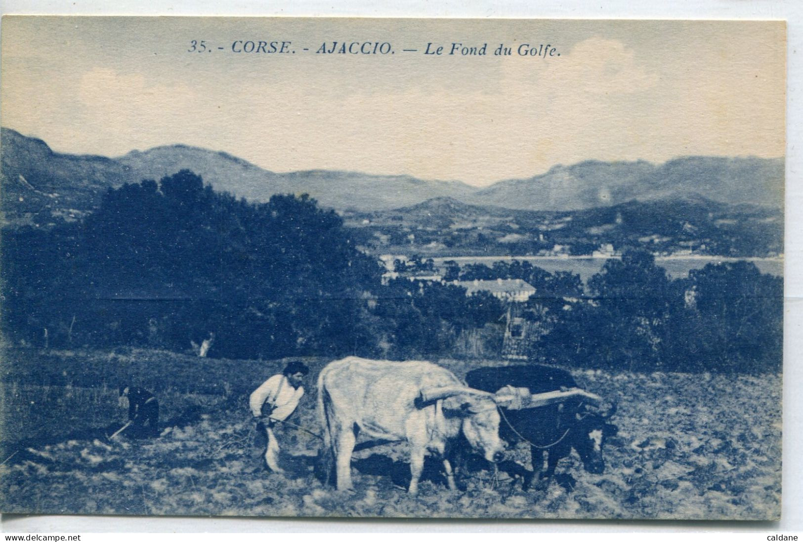 - 2A-CORSE  - AJACCIO -  Le Fond  Du Golfe. -Laboureur - Wagengespanne