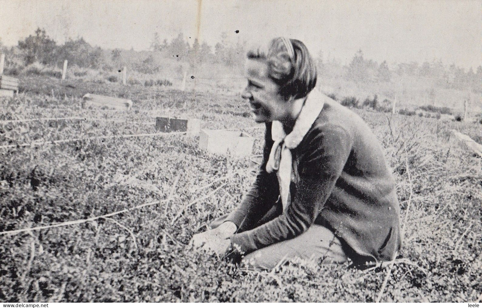 B25. Reprinted Postcard. Picking Cranberries, Long Beach, Washington. 1930's - Other & Unclassified