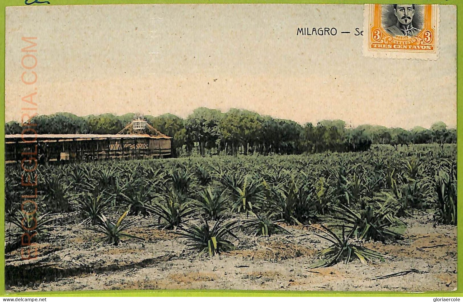 Af2428 - ECUADOR - Vintage Postcard - Milagro - 1907 - Equateur