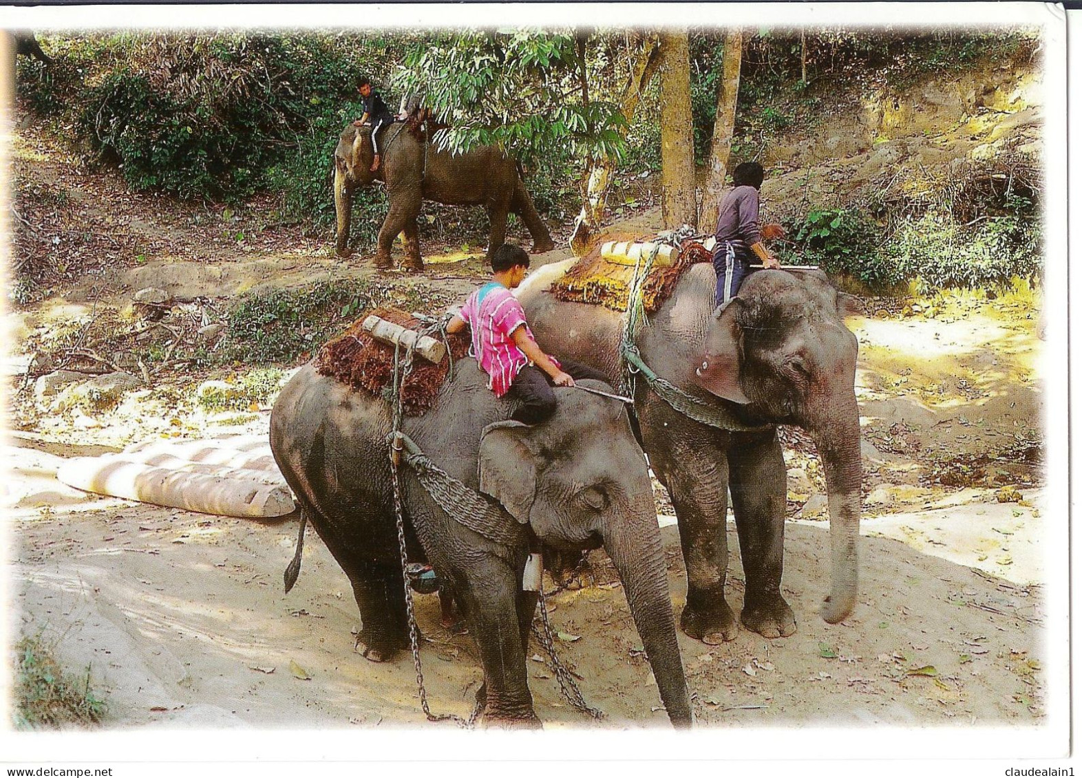 ELEPHANT SHOWS CHIANG MAI - Bon état Avec Timbre - Thailand