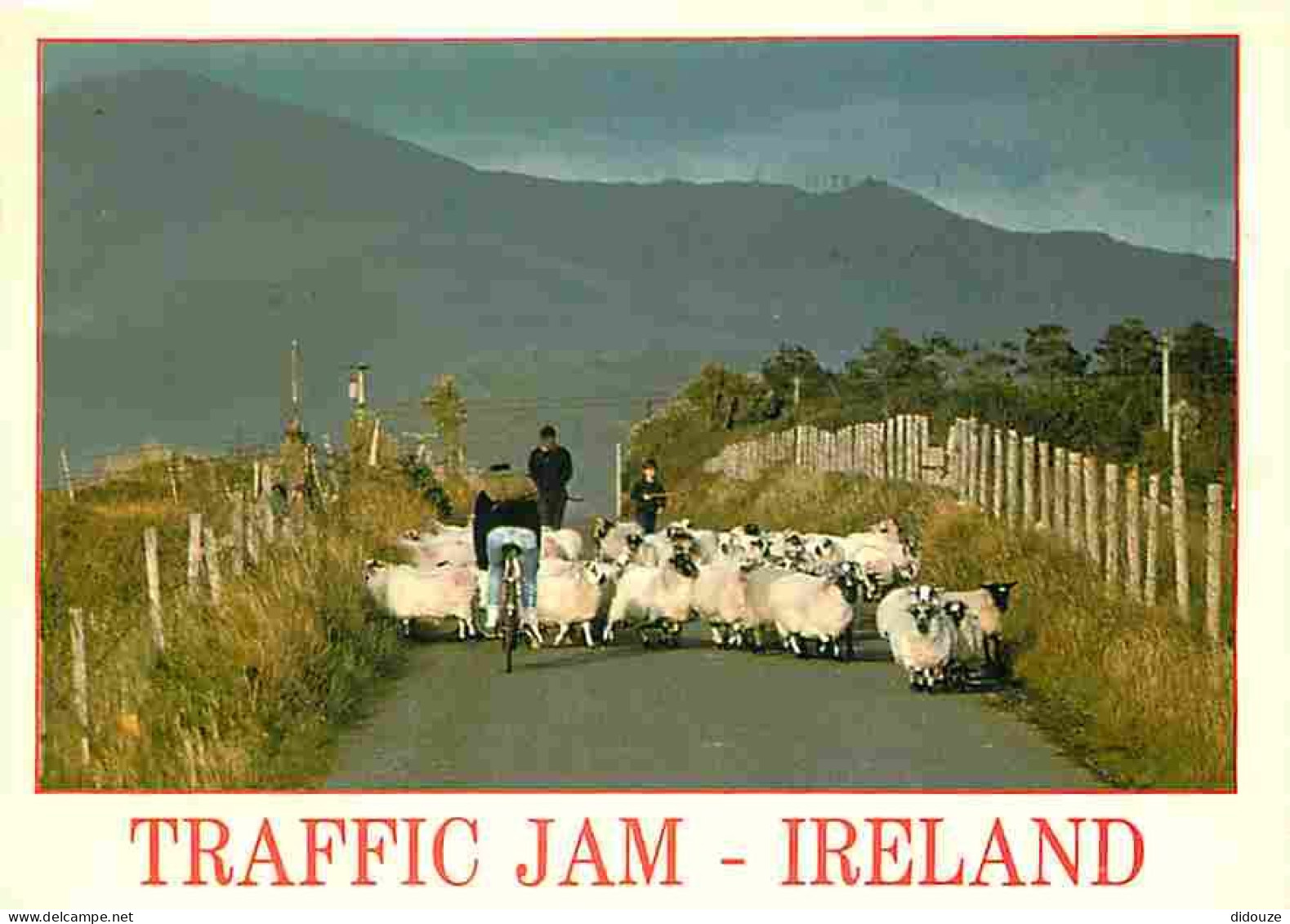 Irlande - Traffic Jam - Moutons - Ireland - CPM - Voir Scans Recto-Verso - Sonstige