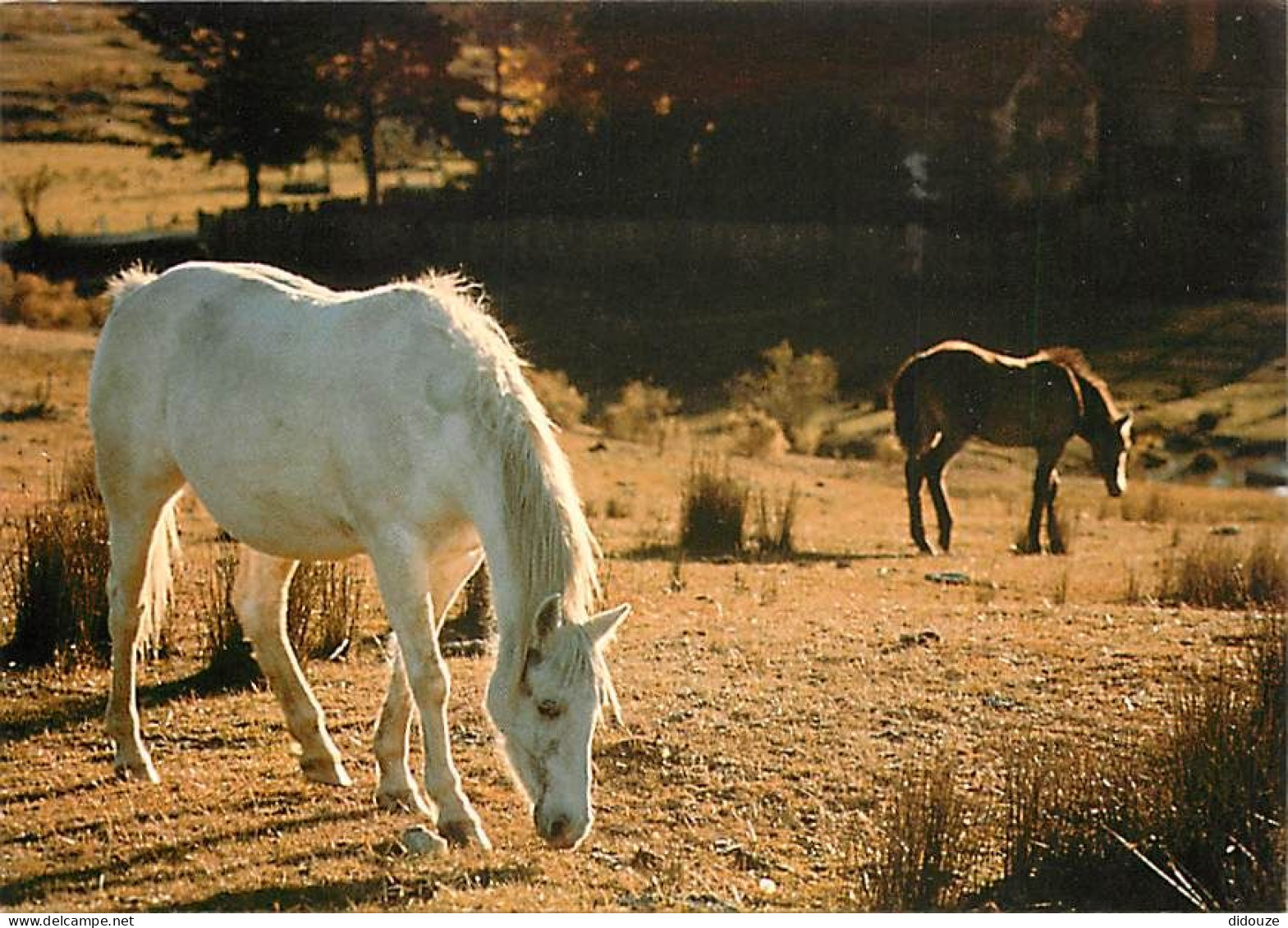 Animaux - Chevaux - Au Pâturage - Carte Neuve - CPM - Voir Scans Recto-Verso - Chevaux