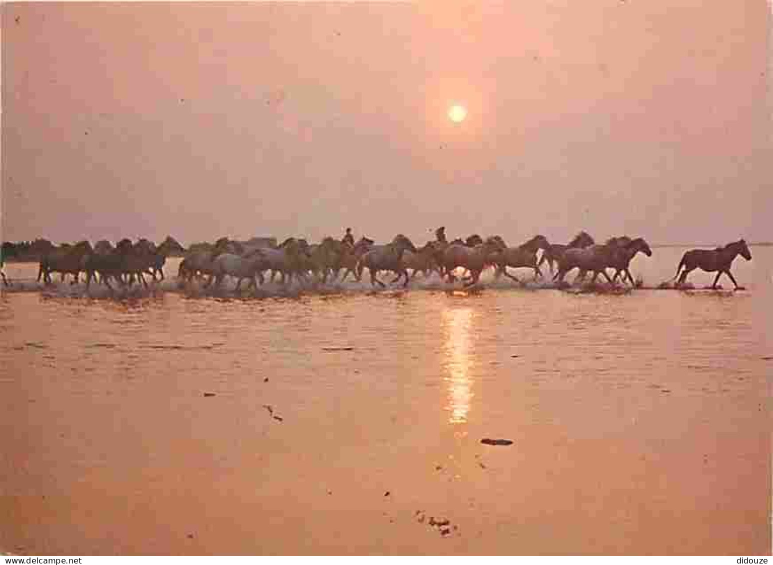 Animaux - Chevaux - Camargue - Coucher De Soleil - CPM - Voir Scans Recto-Verso - Chevaux