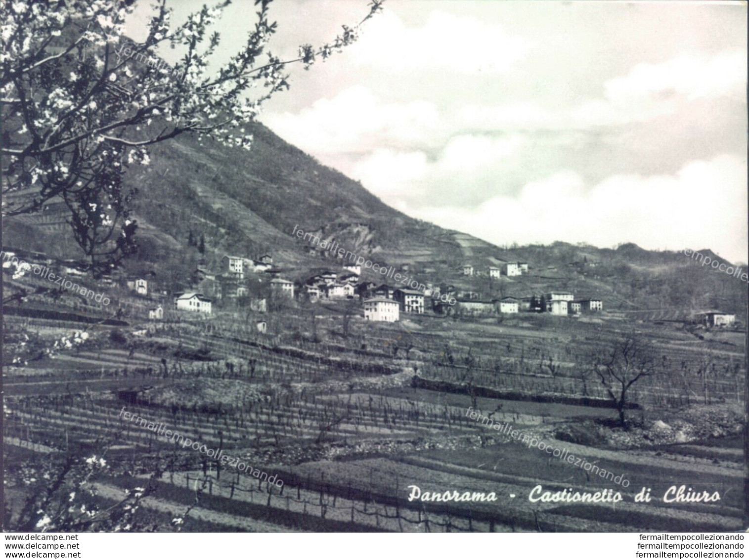 D437 -cartolina Provincia Di Sondrio- Chiuro Panorama - Sondrio