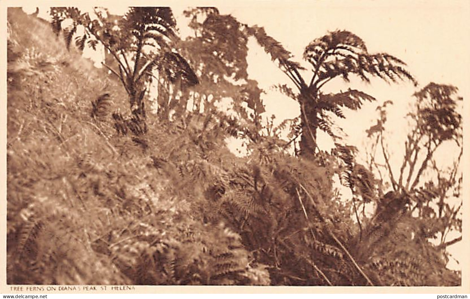 ST. HELENA - Tree Ferns On Diana's Peak - Publ. Pharmacy  - Sainte-Hélène