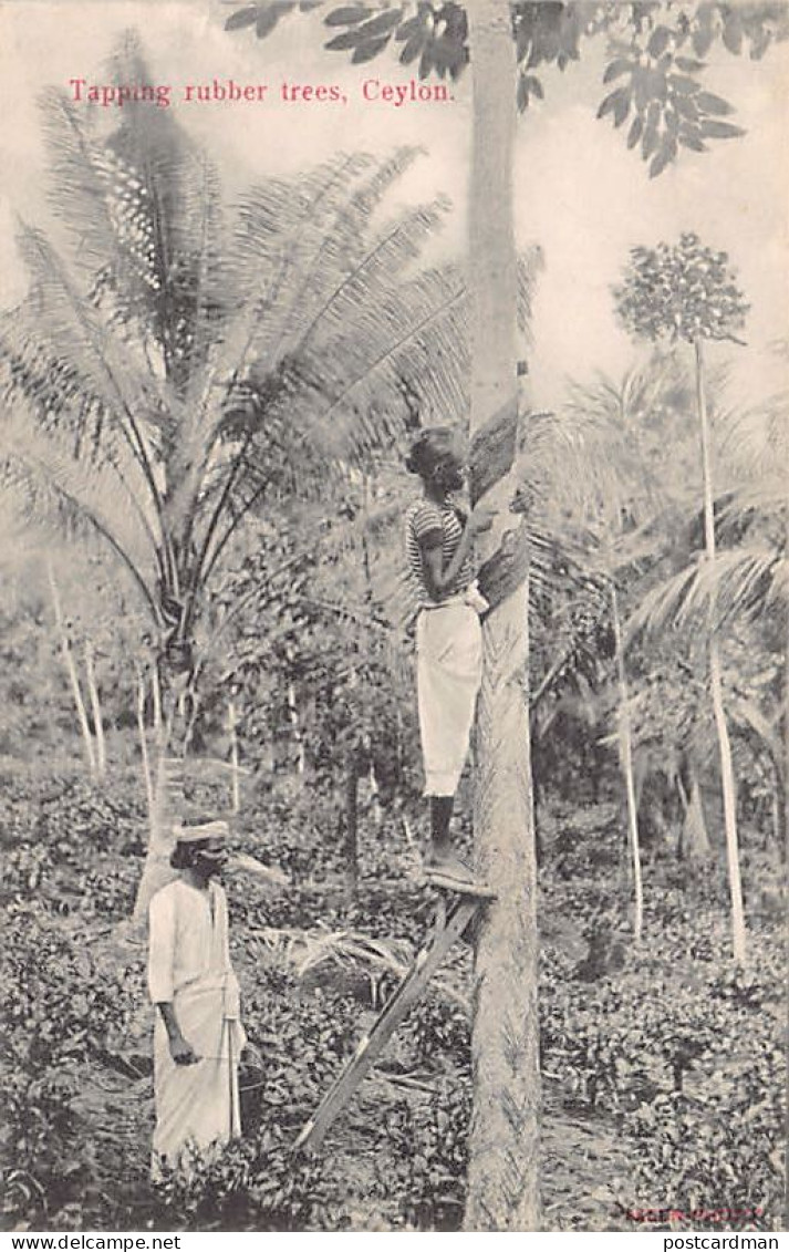 SRI LANKA - Tapping Rubber Trees - Publ. Skeen-Photo  - Sri Lanka (Ceylon)