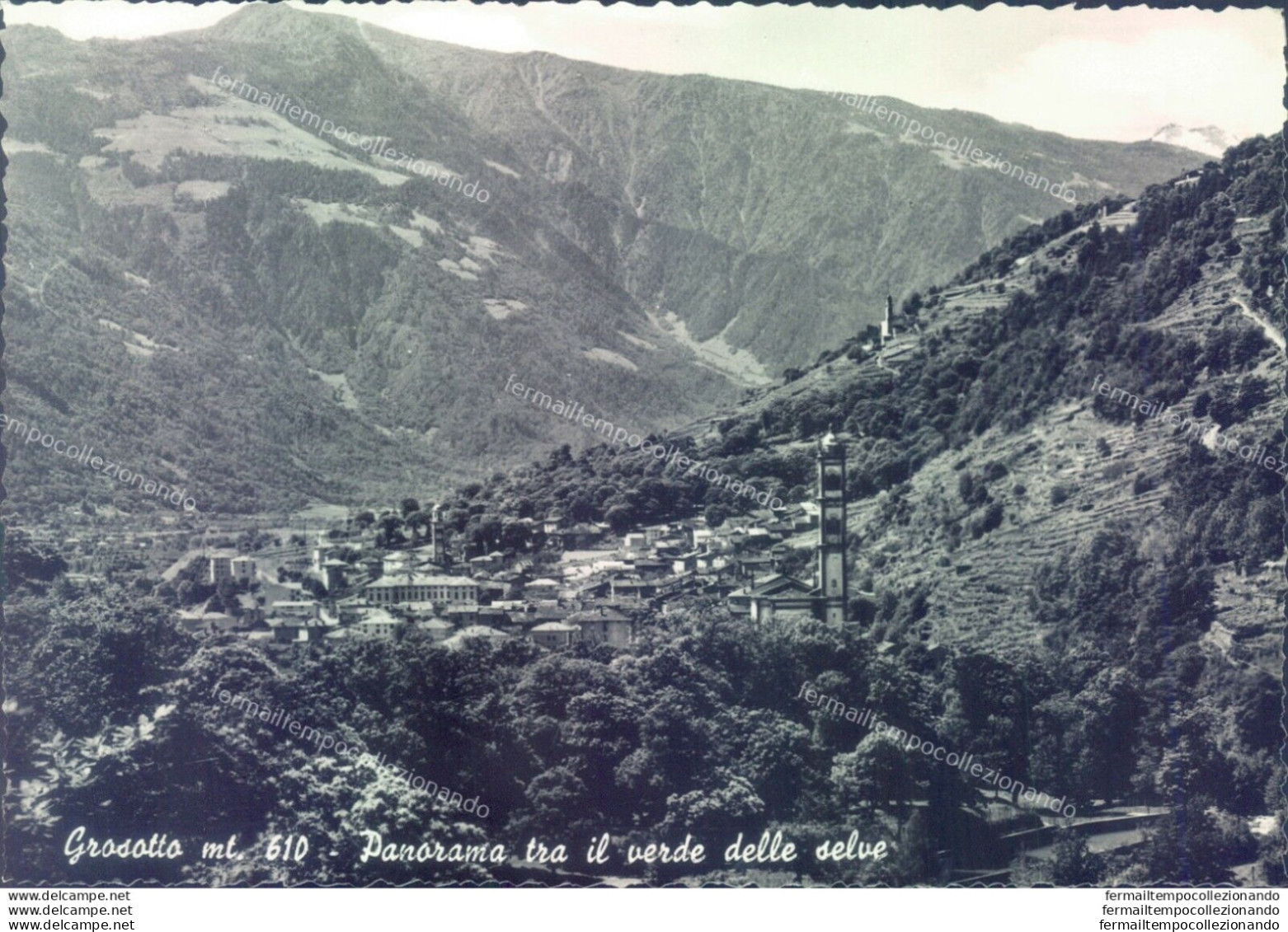 D235- Cartolina Provincia Di Sondrio -grosotto Panorama Tra Il Verde Delle Selve - Sondrio