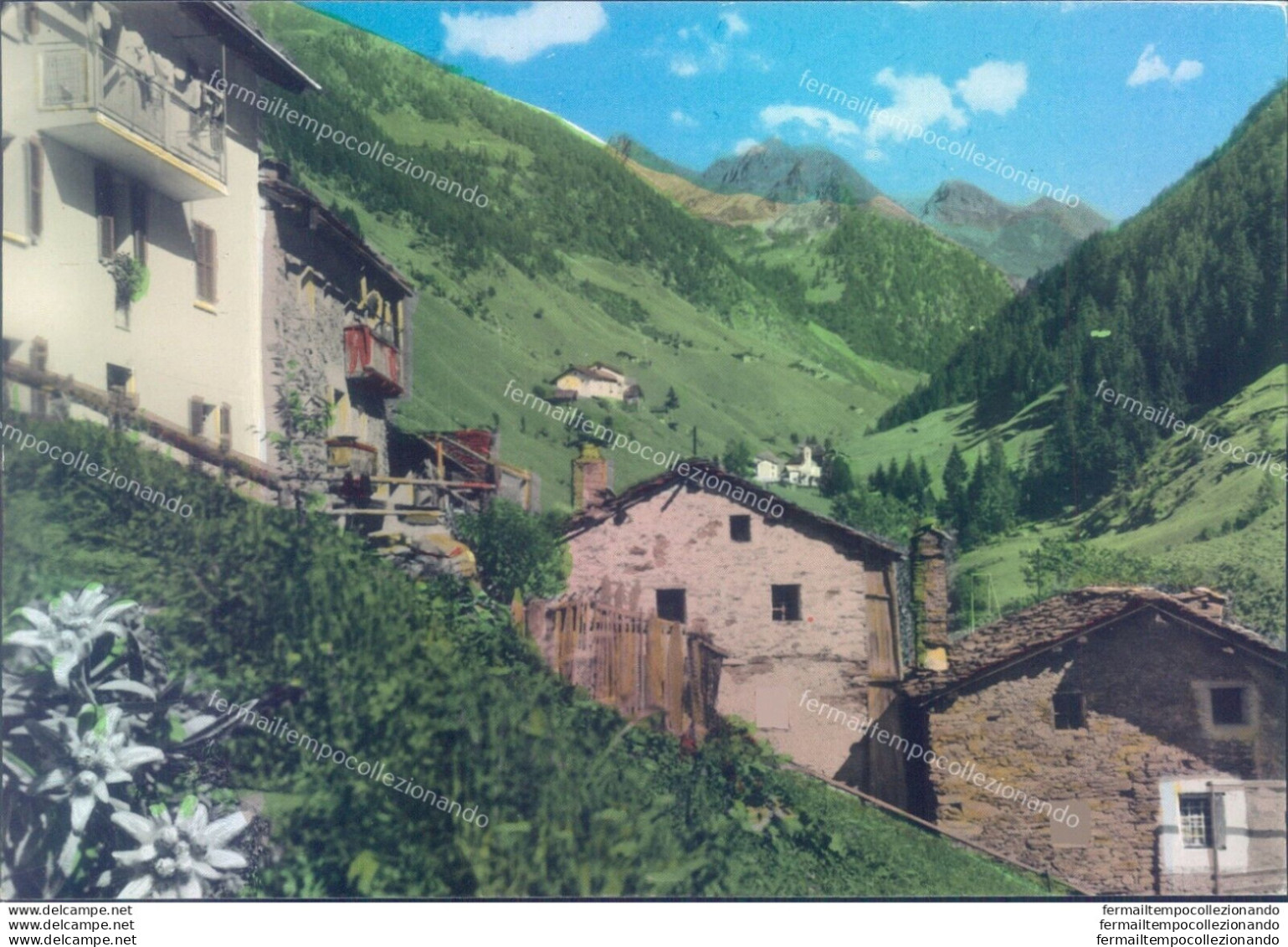 D299 -  Cartolina Provincia Di Sondrio - Tartano - Valle Lunga Valle Piana Ronde - Sondrio