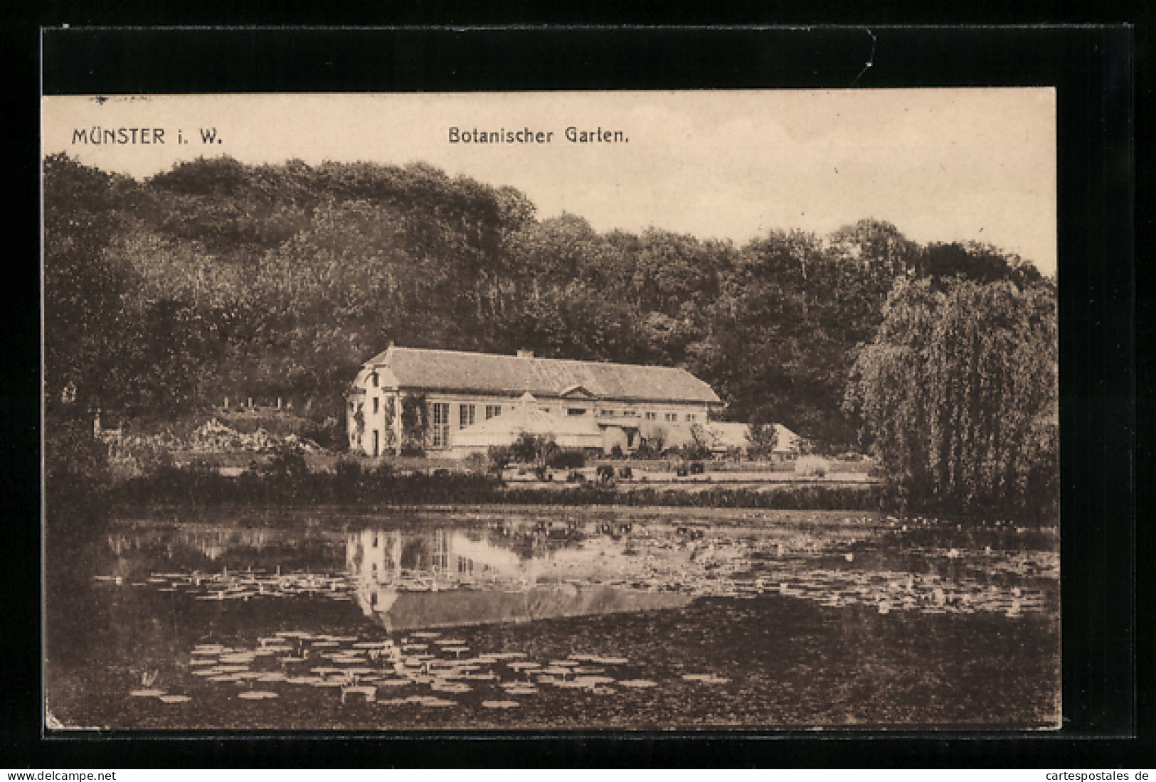 AK Münster I. W., Botanischer Garten  - Muenster