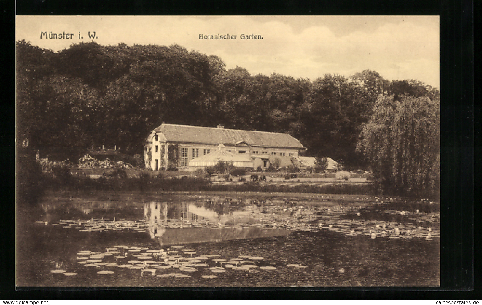 AK Münster I. W., Botanischer Garten  - Muenster