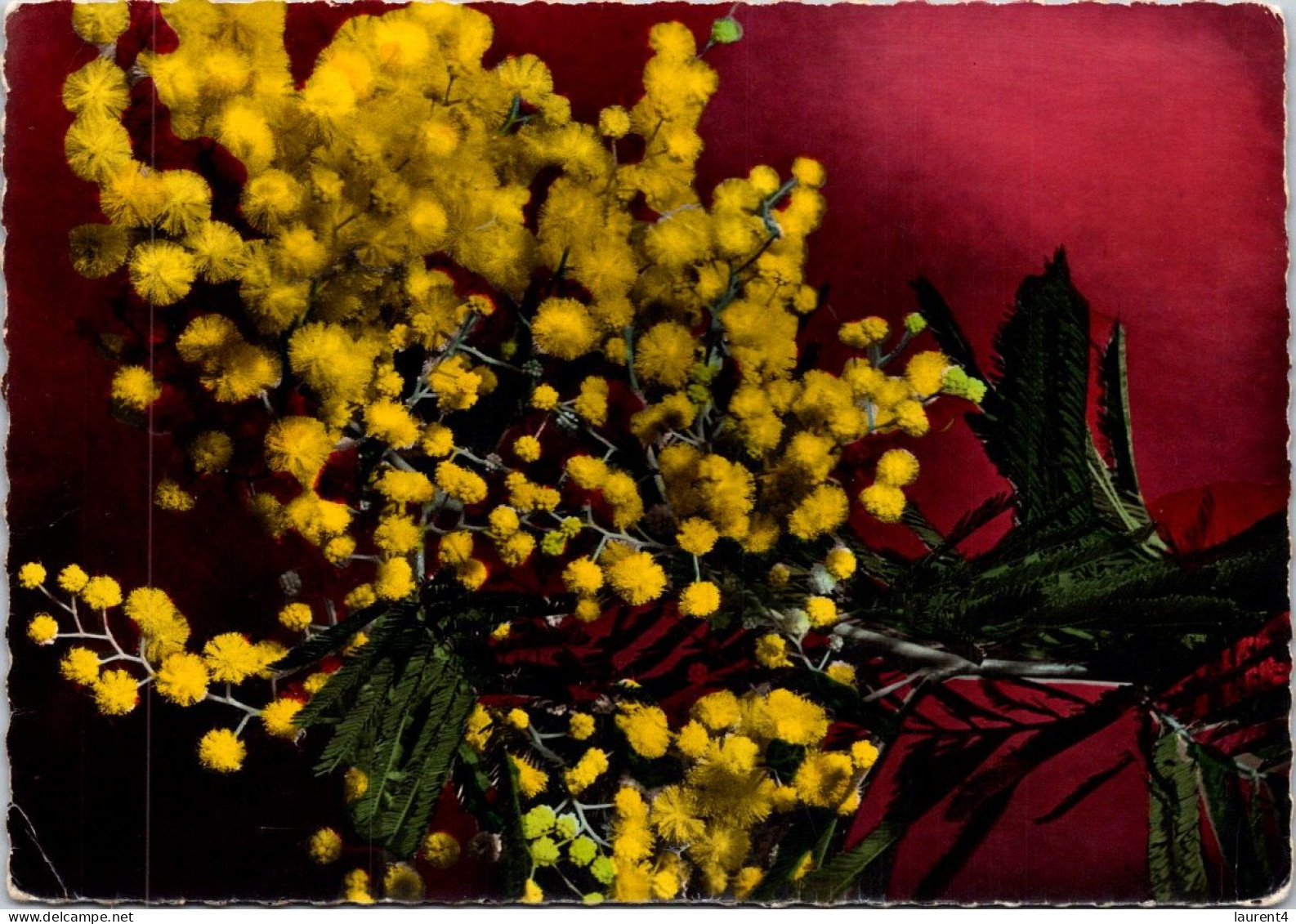 22-4-2024 (2 Z 43) Fleurs De Mimosa (Flowers) - Fiori