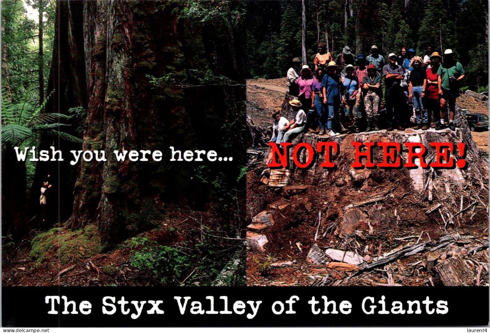 22-4-2024 (2 Z 45) Australia - Styx Valley (trees Cutting) Environment / Deforestation - Bäume