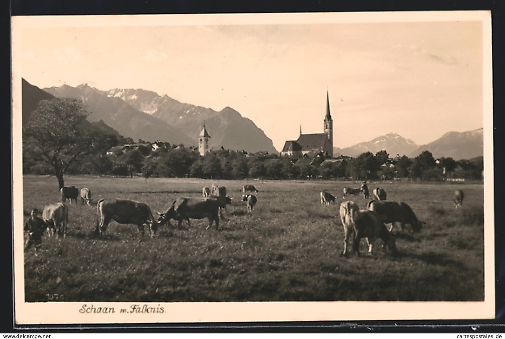 AK Schaan, Panorama Gegen Falknis, Kühe  - Liechtenstein
