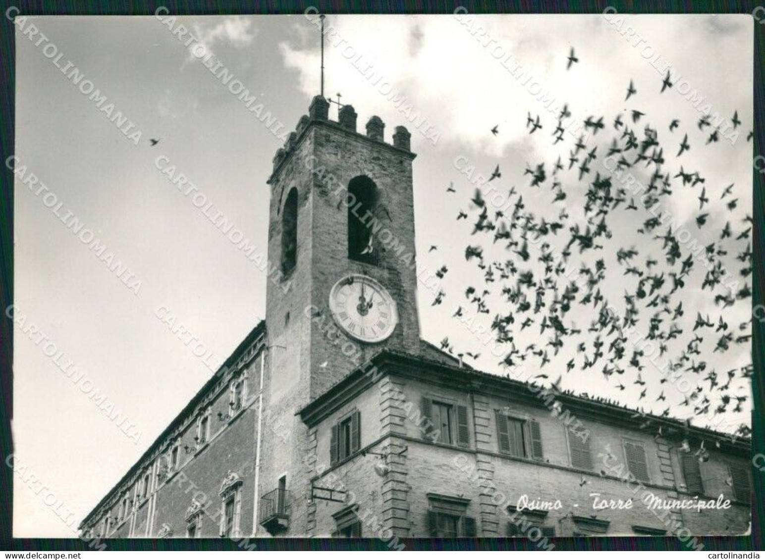 Ancona Osimo Foto FG Cartolina ZKM7475 - Ancona