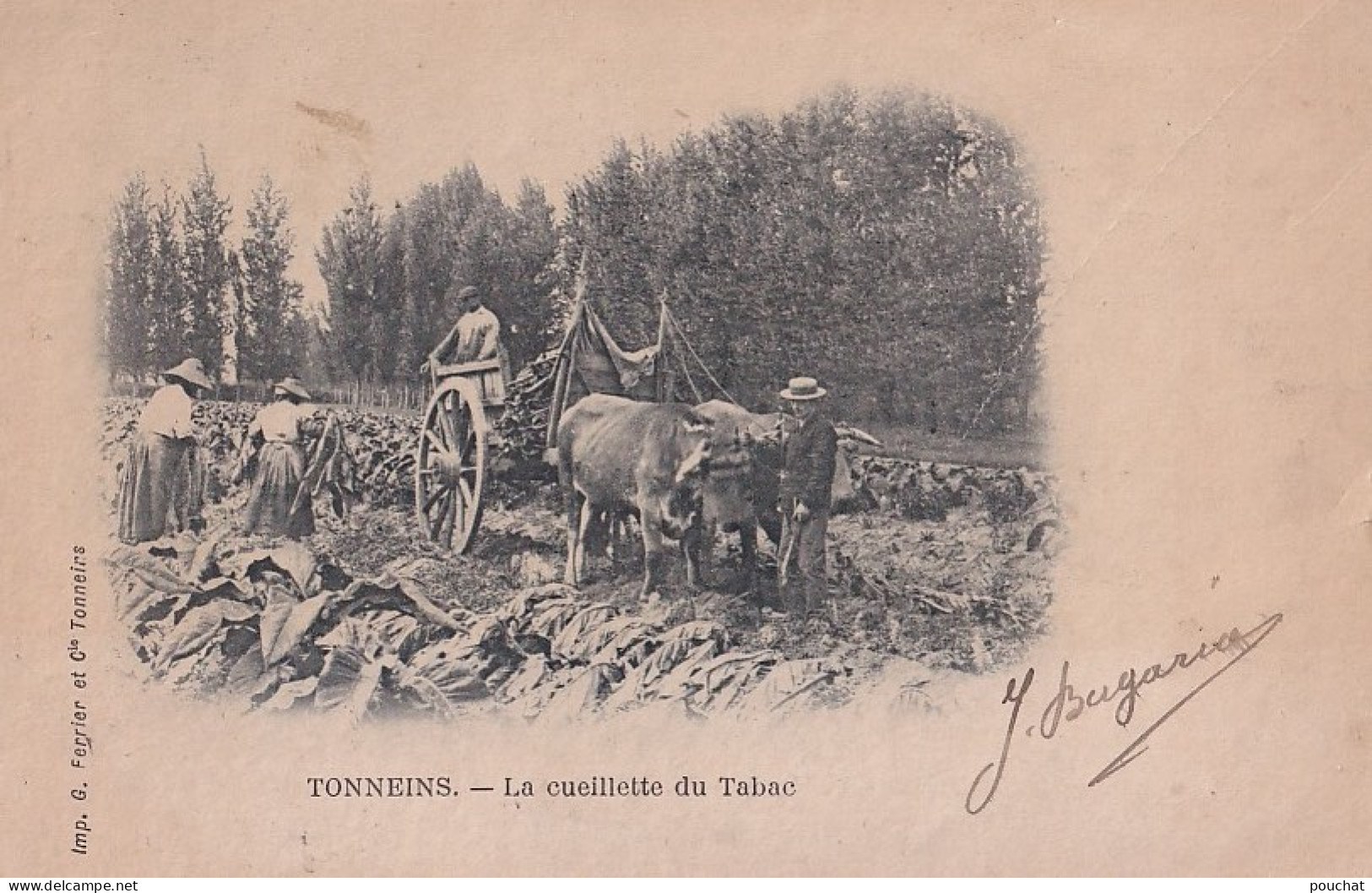 C6-47) TONNEINS - LA CUEILLETTE DU TABAC - AGRICULTURE  - ATTELAGE  BOEUFS - EN  1902 - ( 2 SCANS ) - Tonneins