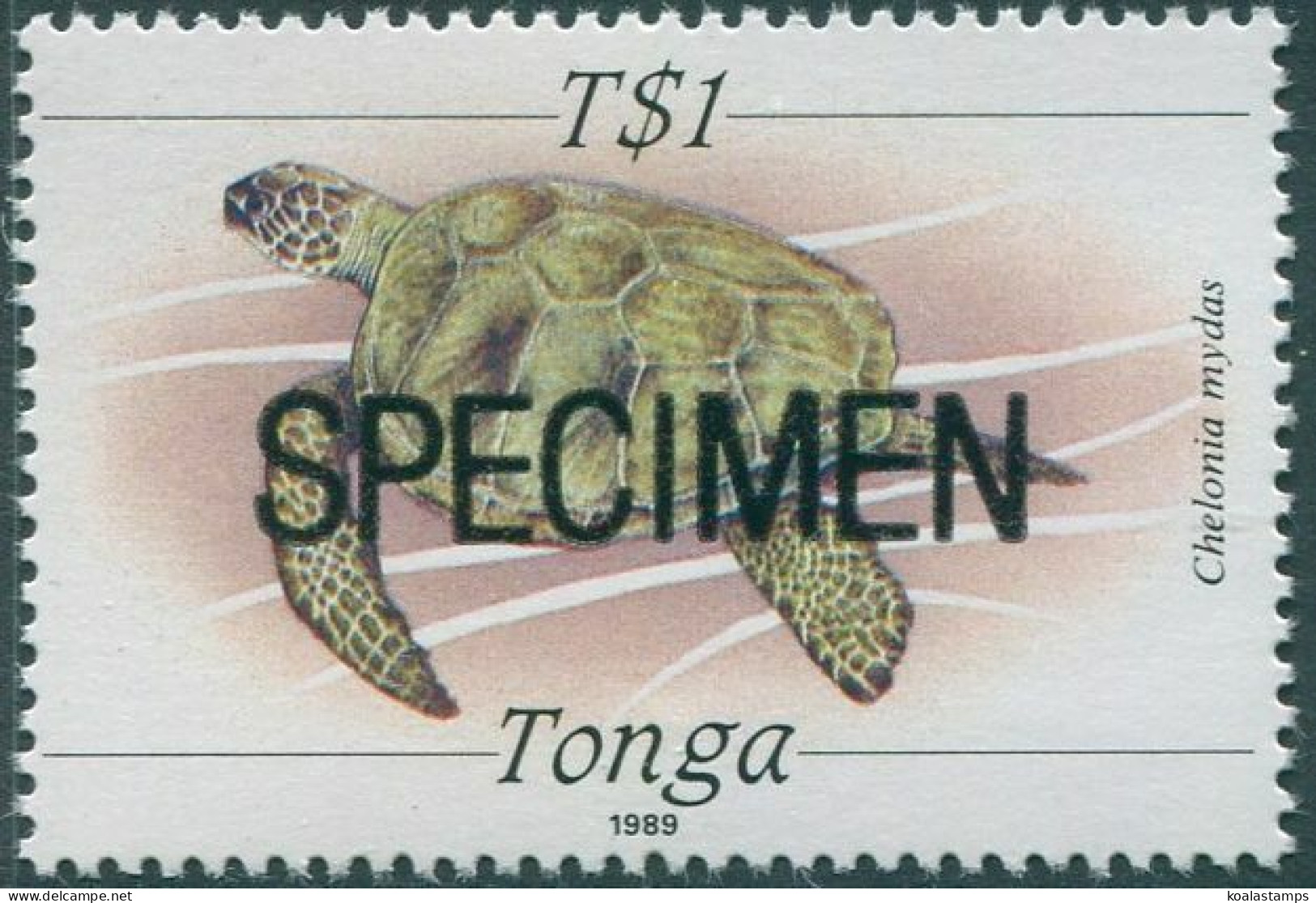 Tonga 1989 SG1013 1p Turtle SPECIMEN Bold MNH - Tonga (1970-...)