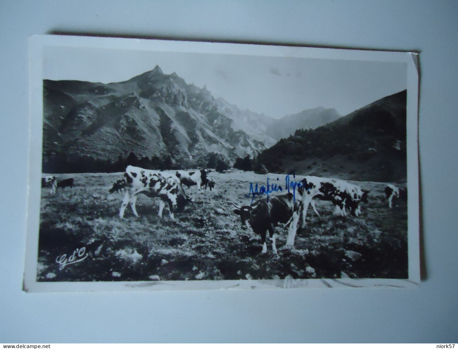 FRANCE POSTCARDS  1947 COWS AUVERGNE - Vacas