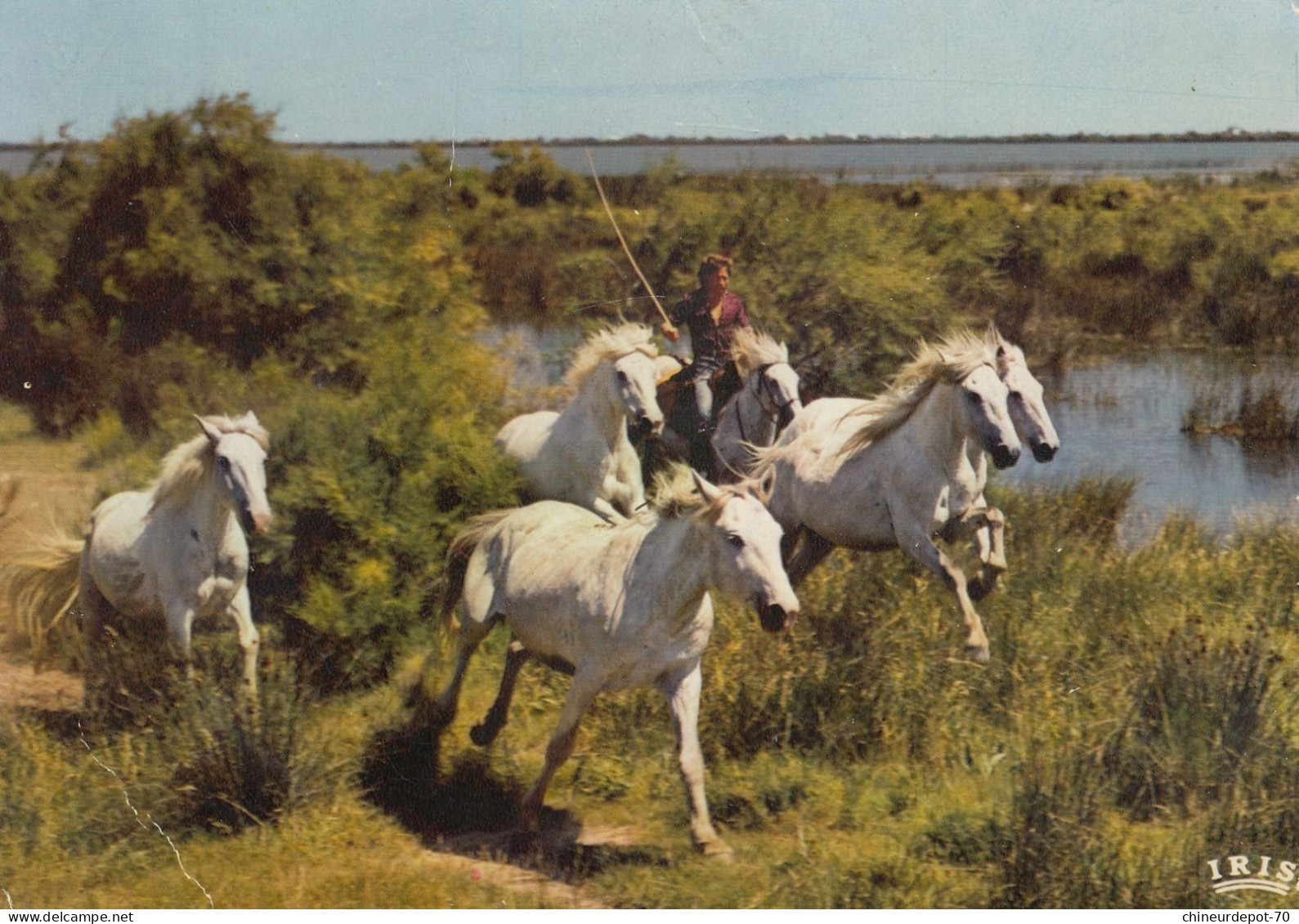 ANIMAUX CHEVAUX - Chevaux