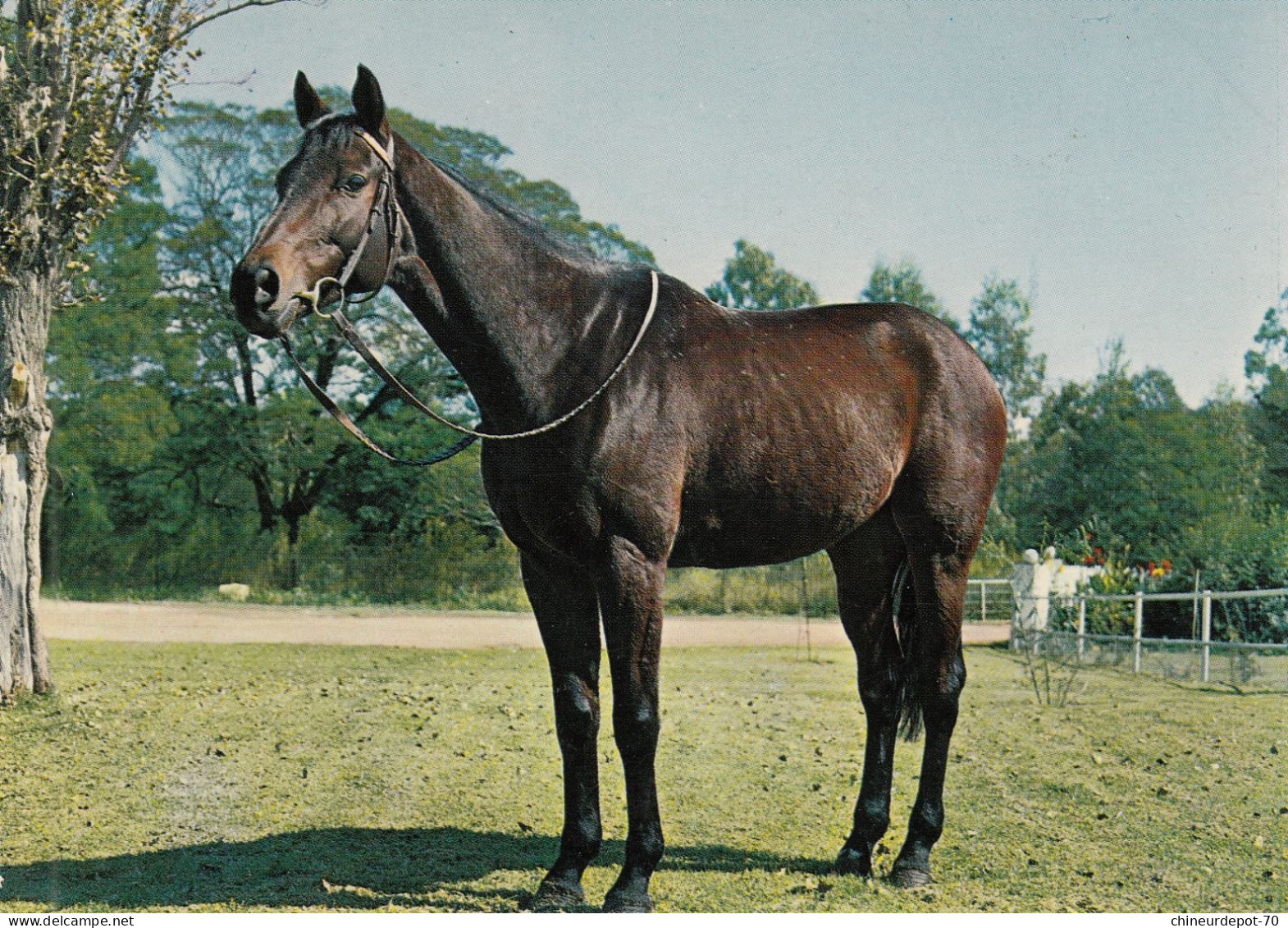 ANIMAUX CHEVAUX - Chevaux