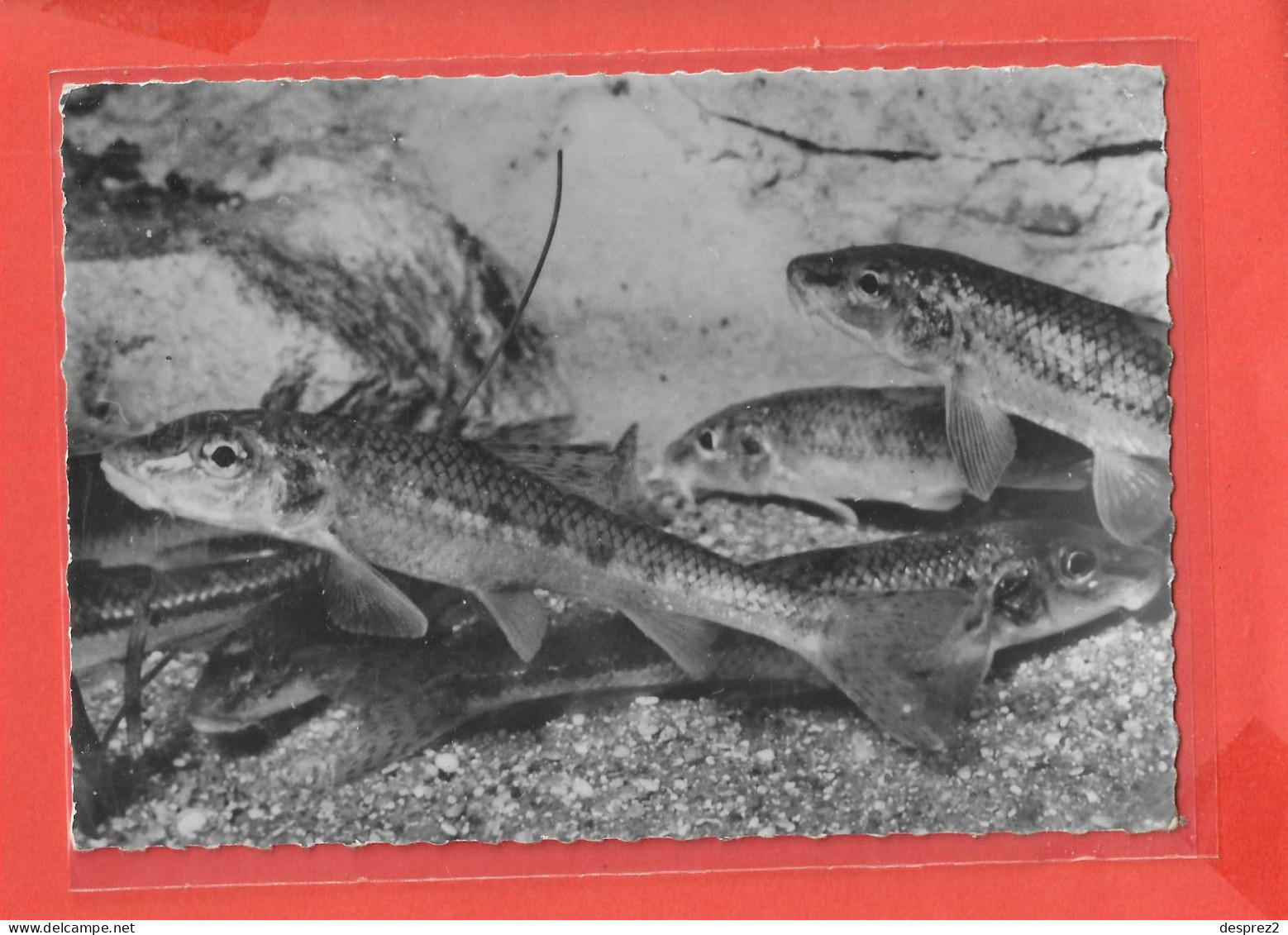 GOBIO GOUJON Cpsm POISSON  Au Verso PUB Médicale            20 P - Vissen & Schaaldieren