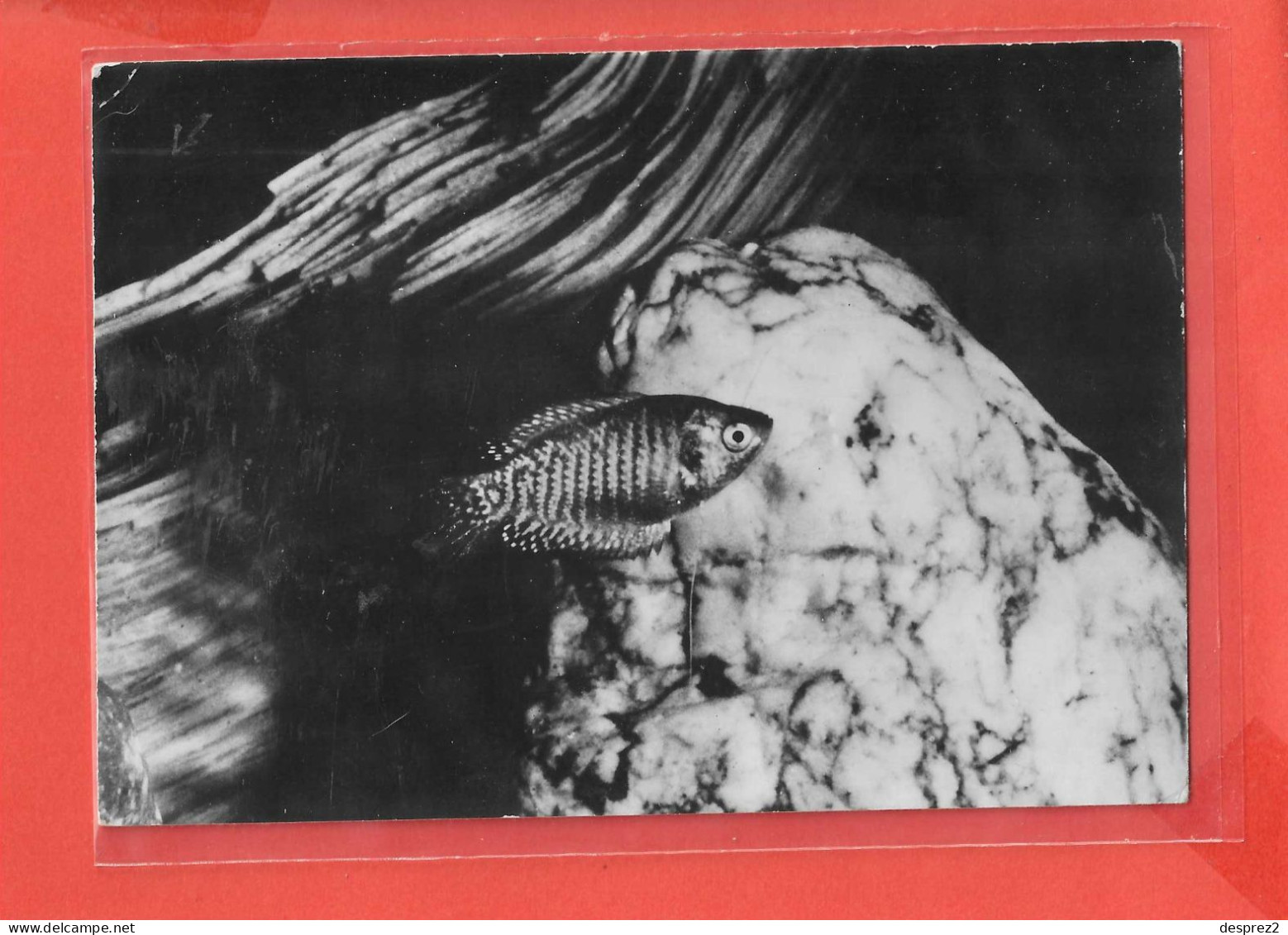 GOURAMI NAIN Cpsm POISSON  Au Verso PUB Médicale            67 P - Poissons Et Crustacés