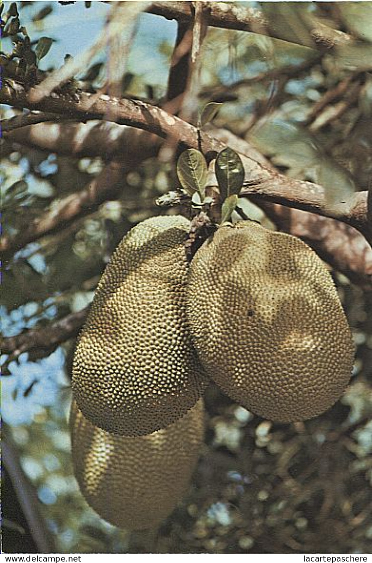 X116634 ILE DE LA REUNION OCEAN INDIEN FRUITS DU JACQUIER - Other & Unclassified