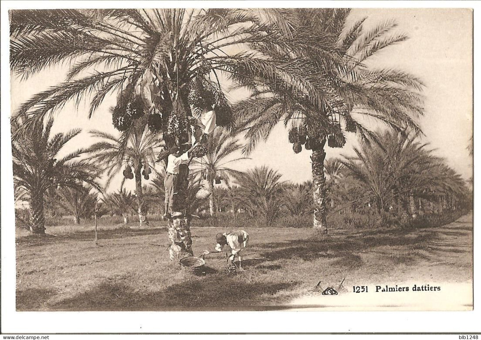 Algérie > Scenes Et Types Palmiers Dattiers - Escenas & Tipos