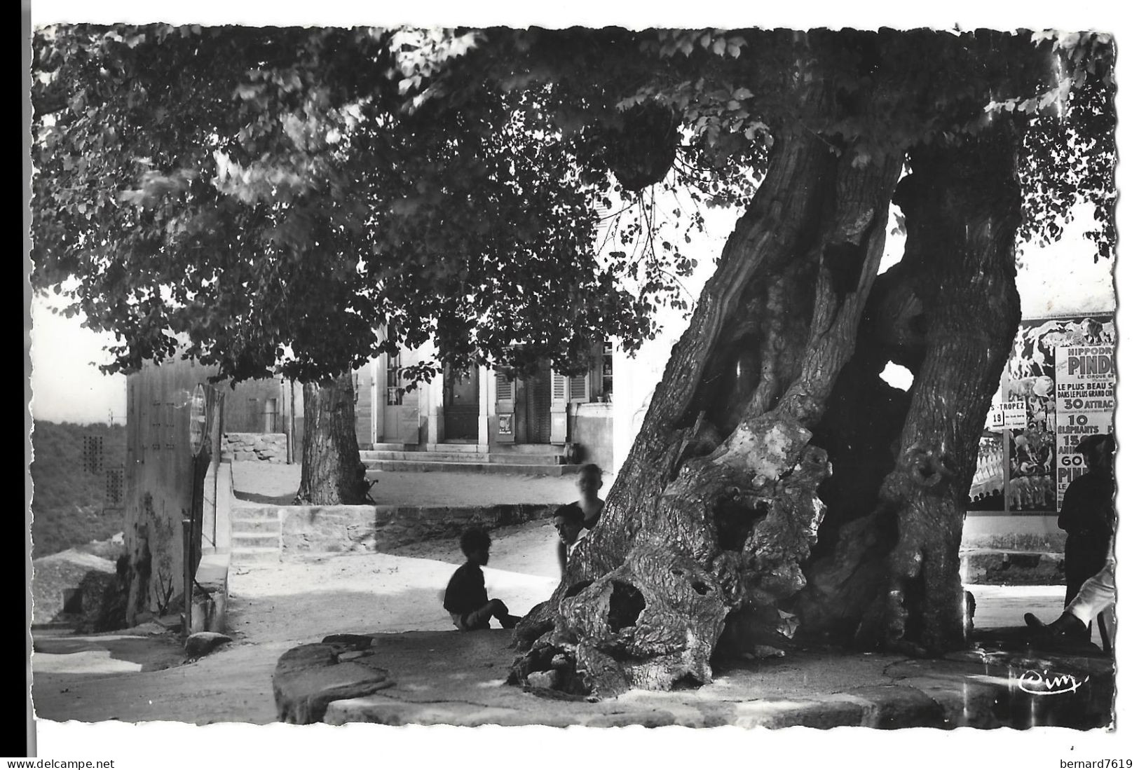 83   Ramatuelle - Arbre - Le Vieil Ormeau Tricentenaire Sur La Place Du Village - Ramatuelle