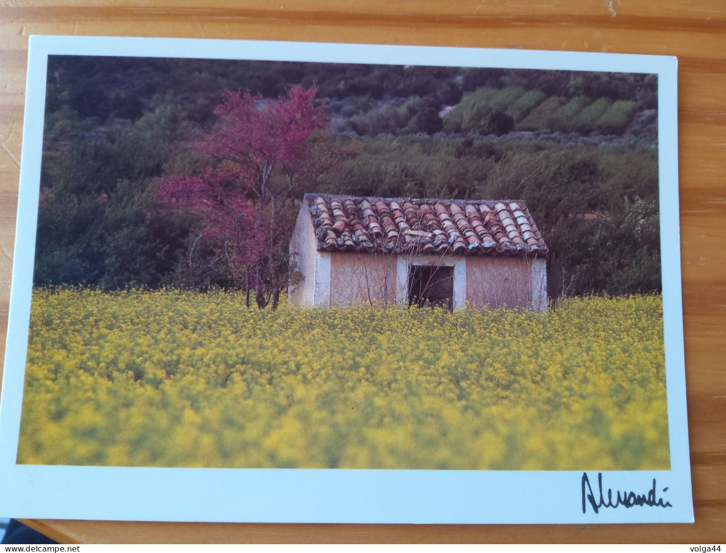 CP - Images Et Lumieres - Provence  - Palette Printanière- Photo Alessandri -1992 - -Ref 251 - Sonstige & Ohne Zuordnung