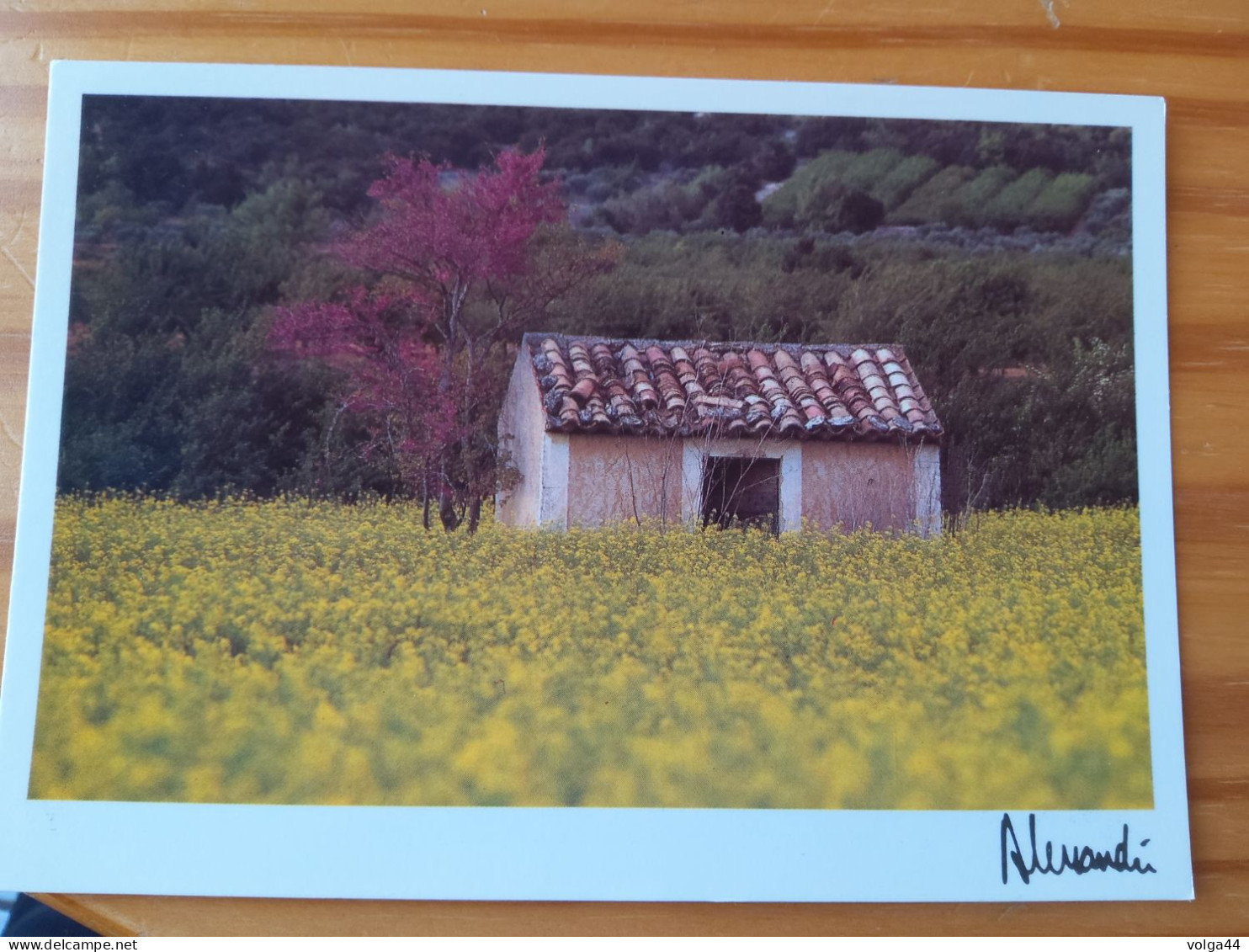 CP - Images Et Lumieres - Provence  - Palette Printanière- Photo Alessandri -1992 - -Ref 251 - Other & Unclassified