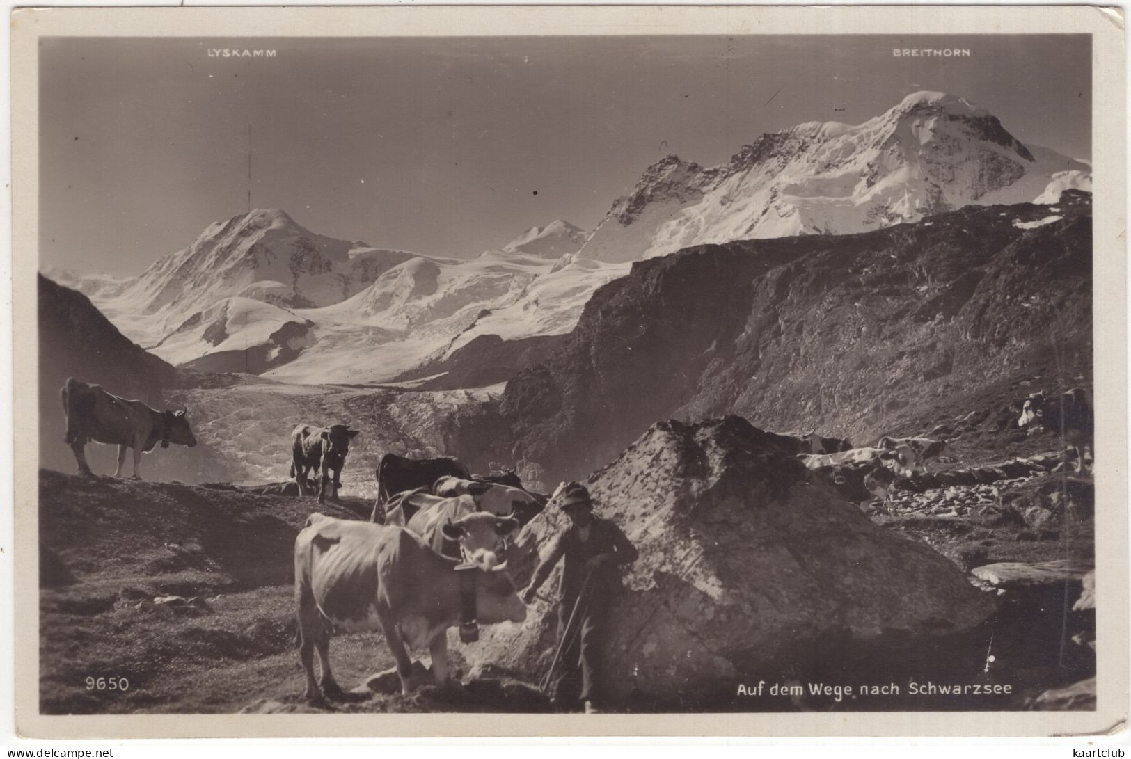 9650  Auf Dem Wege Nach Schwarzsee - (Schweiz-Suisse-Switzerland) - Vieh/Vache - (Ed. Art. Perrochet-Matile, Lausanne) - Zermatt