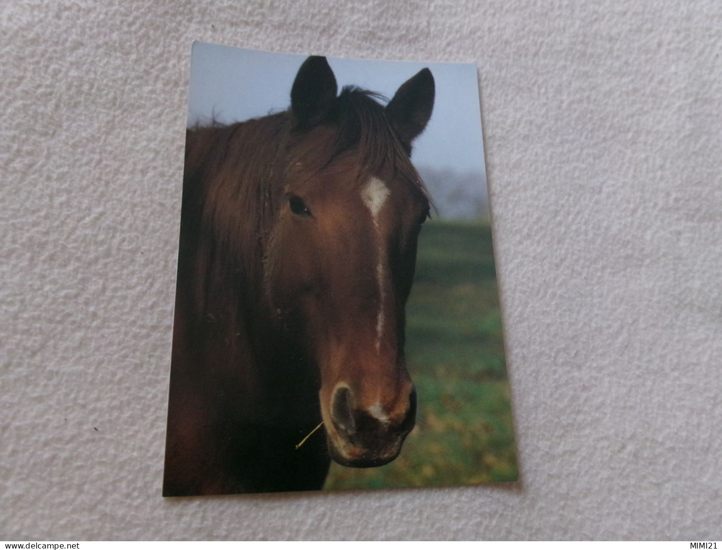 BELLE CARTE ...PORTRAIT DE CHEVAL - Chevaux