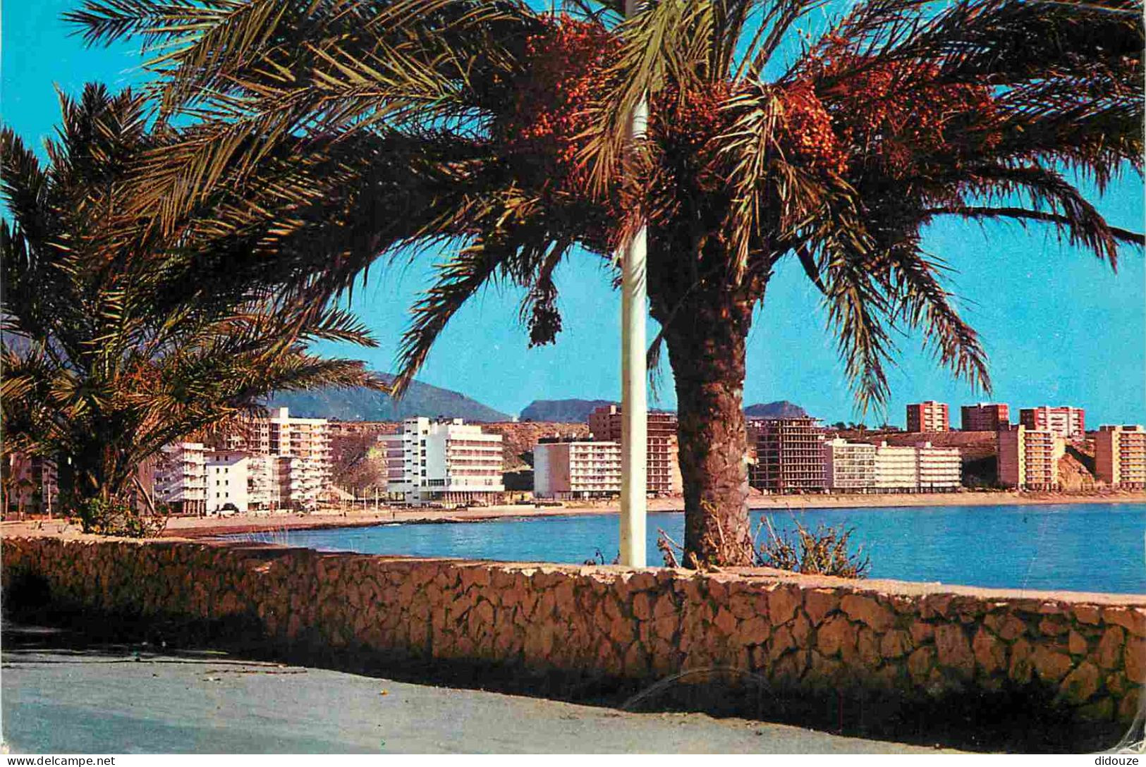 Espagne - Espana - Comunidad Valenciana - Benidorm - Palmiers - CPM - Voir Scans Recto-Verso - Alicante