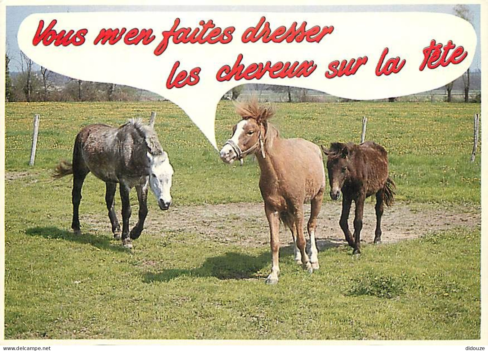 Animaux - Chevaux - Au Pâturage - Carte Humoristique - Carte Neuve - CPM - Voir Scans Recto-Verso - Chevaux