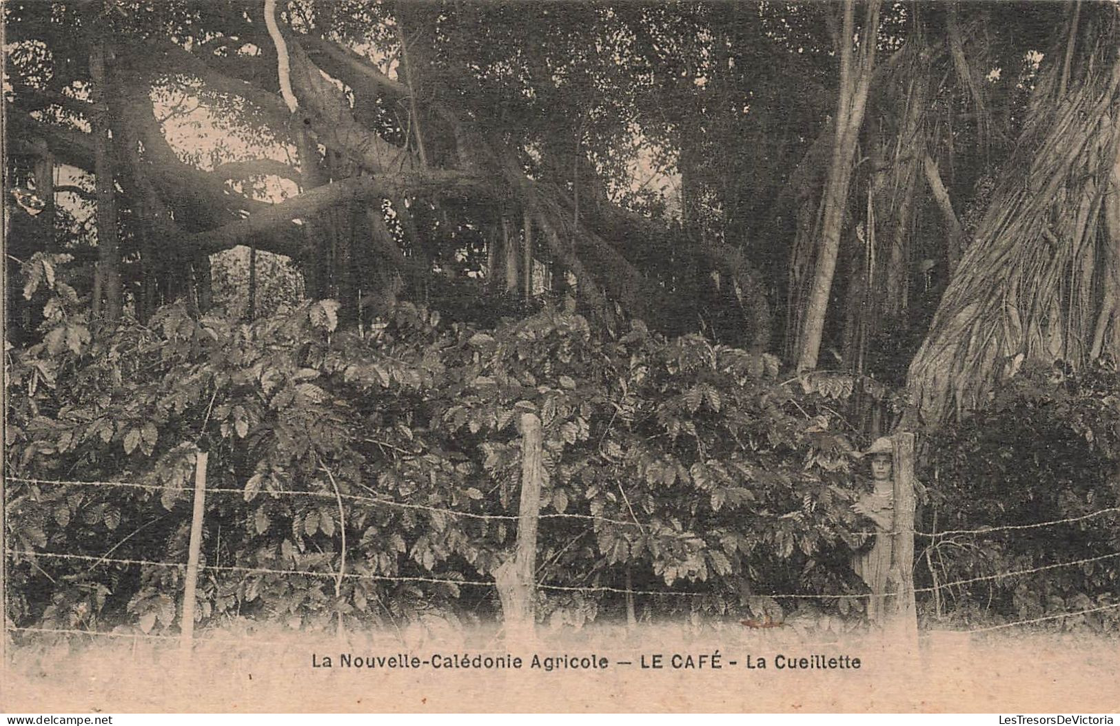NOUVELLE CALEDONIE - Agricole - Le Café - La Cueillette - Carte Postale Ancienne - Nouvelle-Calédonie