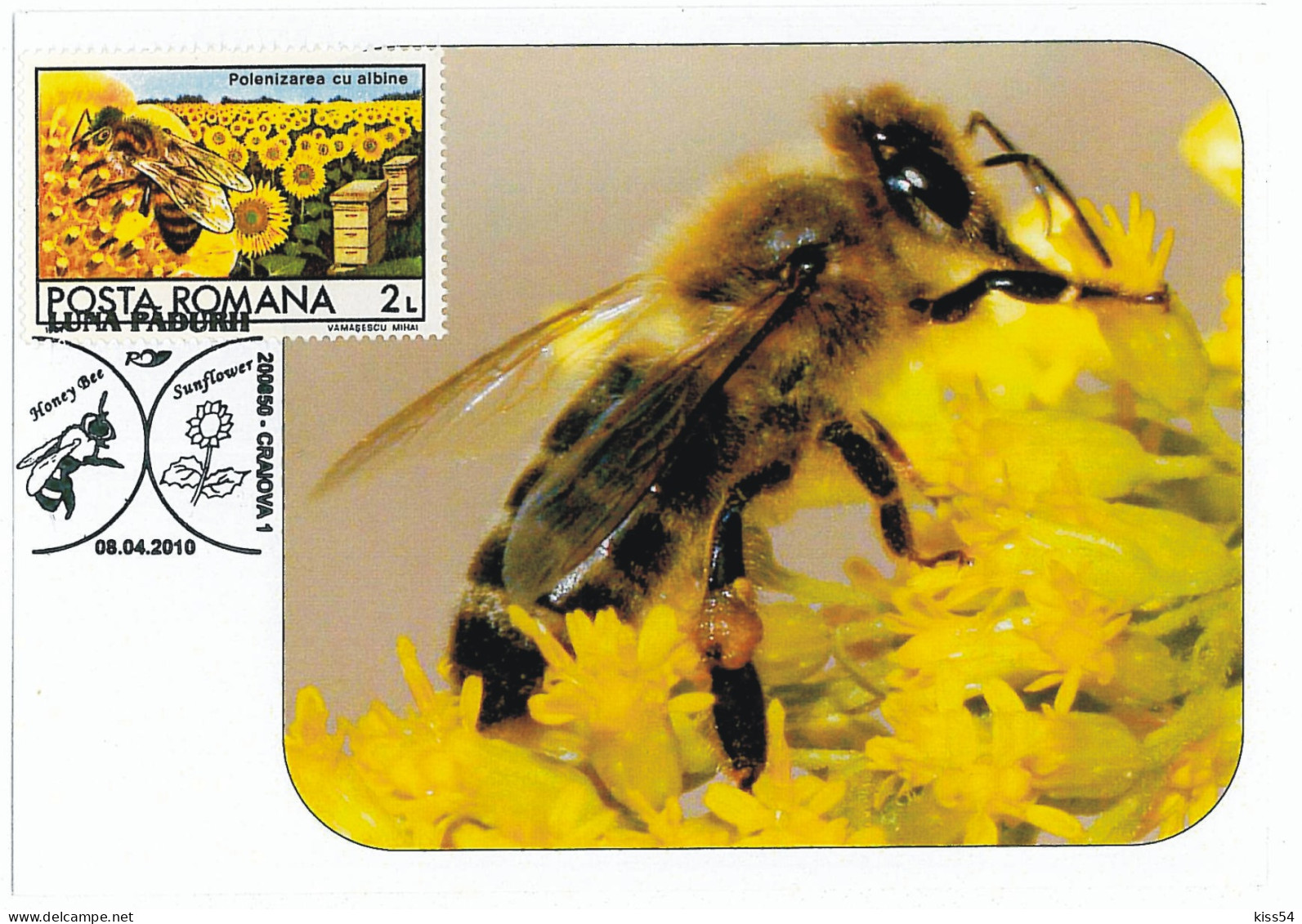 MAX 34 - 240 HONEY BEE, Romania - Maximum Card - 2010 - Abeilles