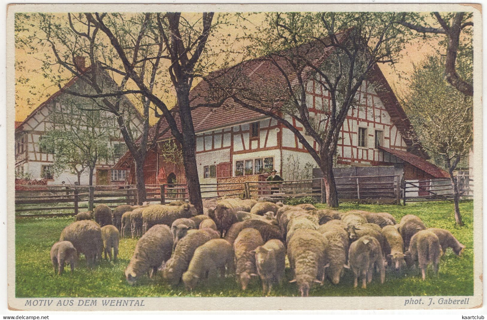 Motiv Aus Dem Wehntal - (Schweiz-Suisse-Switzerland) - 2735 J. Gaberell, Thalwil-Zürich - Schäfe/Mouton/Sheep - Dielsdorf