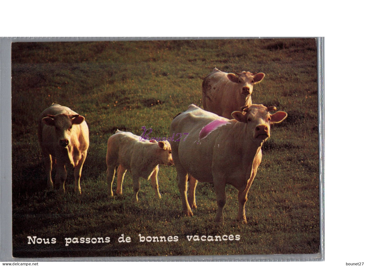 ANIMAUX - Nous Passons De Bonnes Vacances HUmour Vache Et Veau Cow  - Vaches