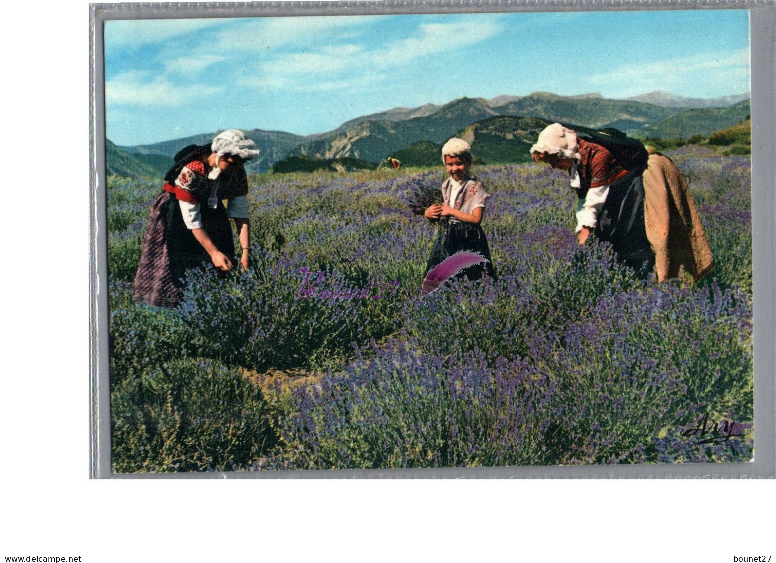 FOLKLORE - EN PROVENCE - Femme En Tenu Et Coiffe Cueille De La Lavande Cueillette - Provence-Alpes-Côte D'Azur