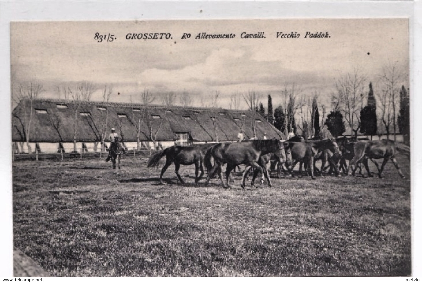 1920circa-Grosseto R.allevamento Cavalli Vecchio Paddock - Grosseto